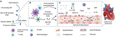 The Genetic Control of the Rheumatic Heart: Closing the Genotype-Phenotype Gap